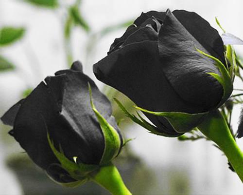 Ý nghĩa hoa hồng đen tặng cho ai vào dịp nào là đúng