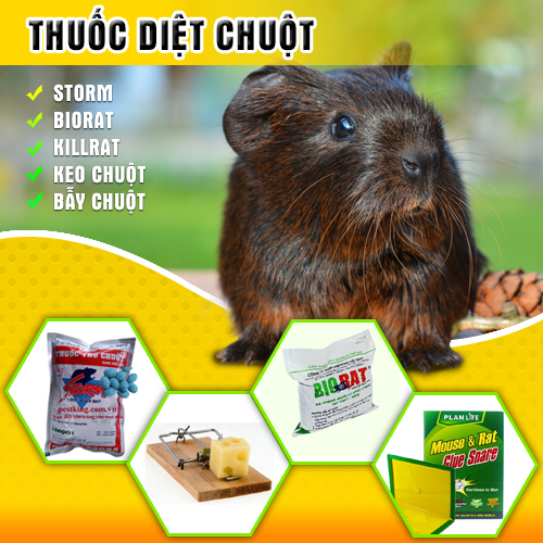 Tìm mua thuốc diệt chuột ở đâu đảm bảo chất lượng - Thư Giản