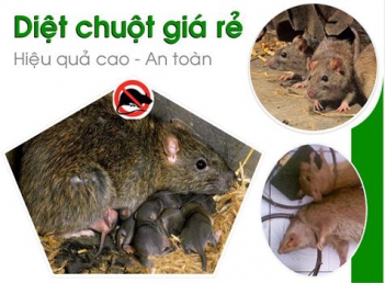 Các tiêu chí để chọn mua thuốc diệt chuột - Thư Giản